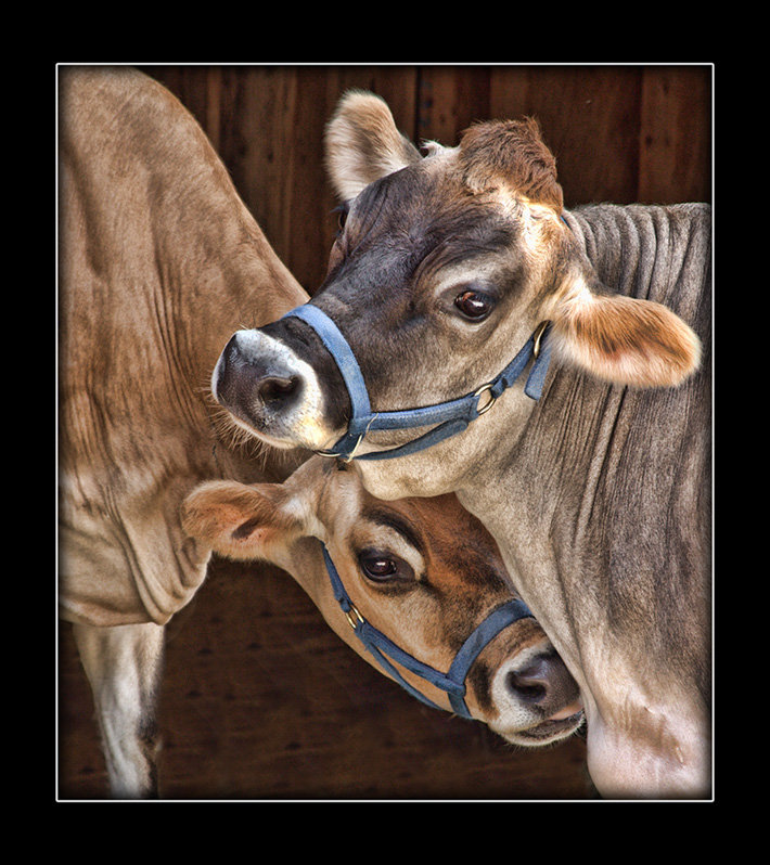 cows.jpg