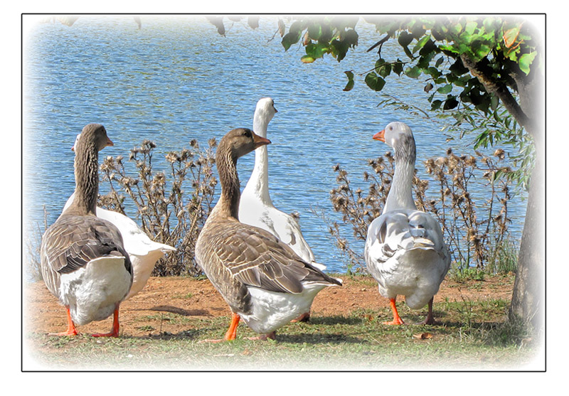 Jomari Geese.jpg