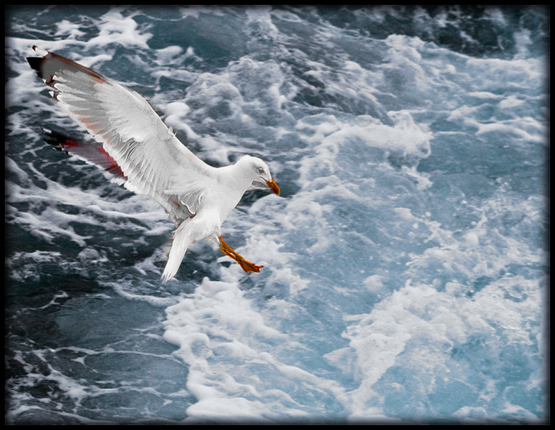 ikopanas gull