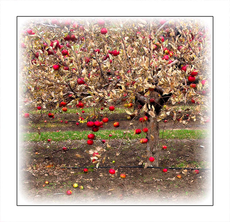 Hipychik Orchard.jpg