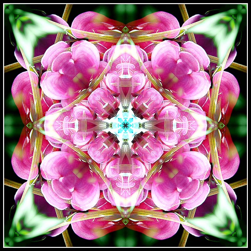 Ja-9 Blossoms flip and blend.jpg