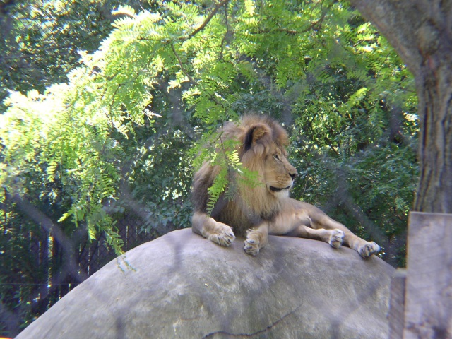 lion.jpg