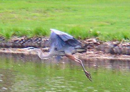 Blue Heron.jpg