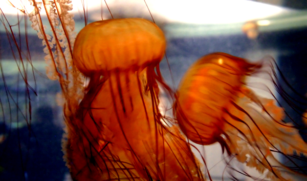 Jellyfish