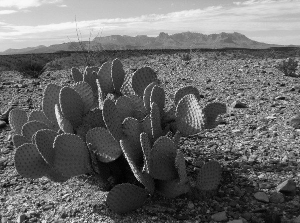 Desert Expanse