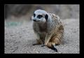 Timon