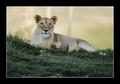 Lioness