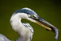 Stork
