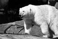 polar-bear.jpg