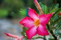 rainflower.jpg