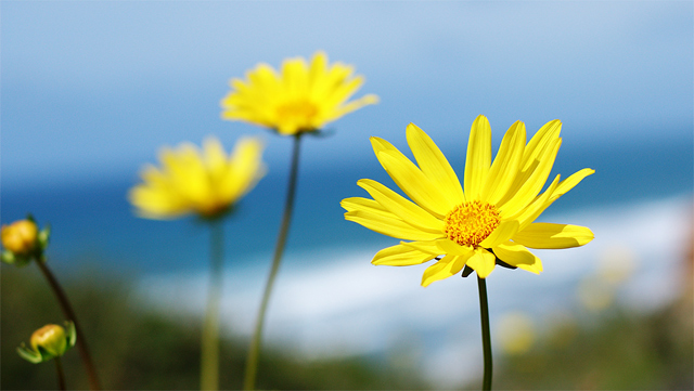 Sunshine