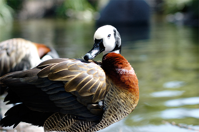 Duck