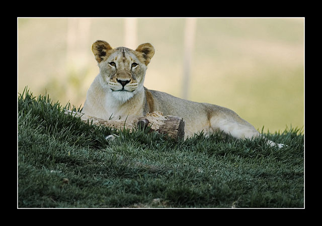 Lioness