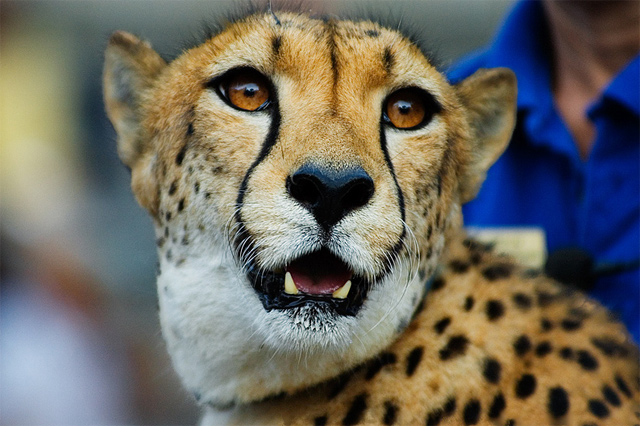 Cheetah