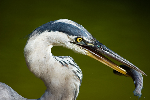 Stork