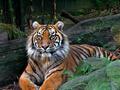tiger-640.jpg