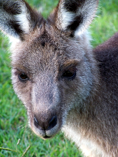 roo.jpg