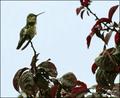 Hummingbird.jpg