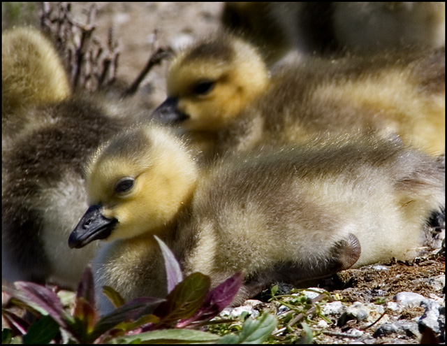 Baby Geese.jpg