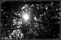 Flare