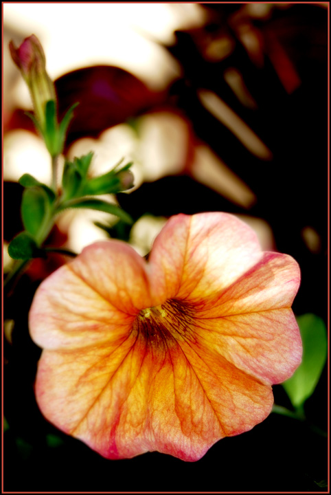 Bloom