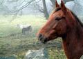 Horses in mist.jpg