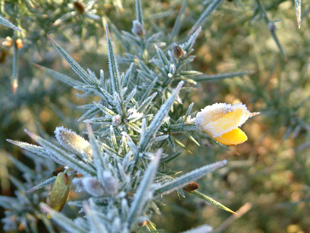 Icey bloom.jpg