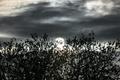 Sun Silhouette 1