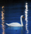 swan_bear.jpg