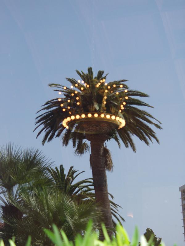 The King of Palms