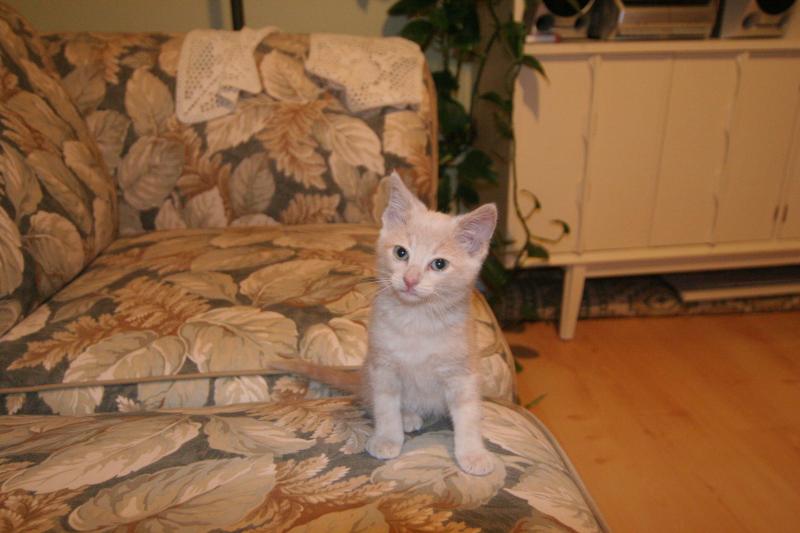 newkitten.jpg