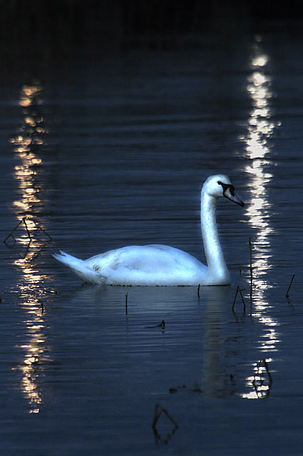 swan3.jpg