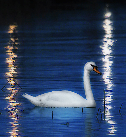 swan_bear.jpg
