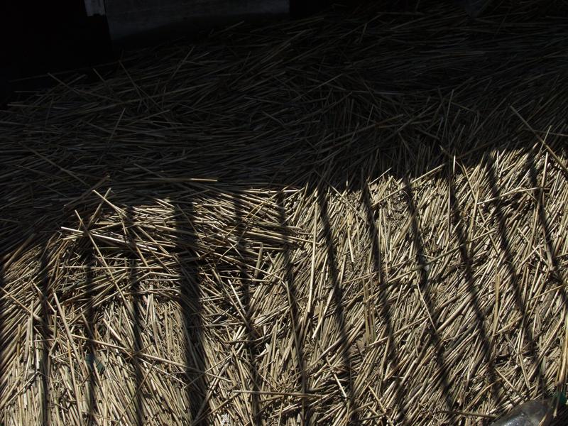 Reeds.JPG