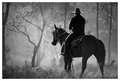 The-Drover - Dusty_edit.jpg