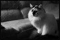 Miss Majestic