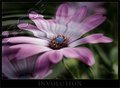 Involution