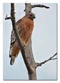 Red-Shouldered Hawk