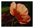 Just a Poppy