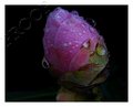 Camelia