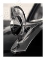49 Woody