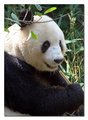 Bai Yun