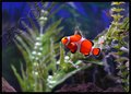 Finding Nemo