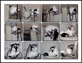 Feline Fun.jpg