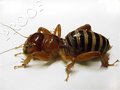 Jerusalem Cricket