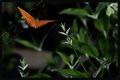 Butterfly3