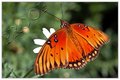 Butterfly2
