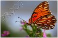 Butterfly1