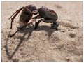 Victim of the Desert
