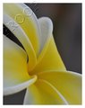 Plumeria
